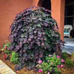 Cercis canadensis 'Ruby falls'/ Bordó levelű csüngő kanadai júdásfa