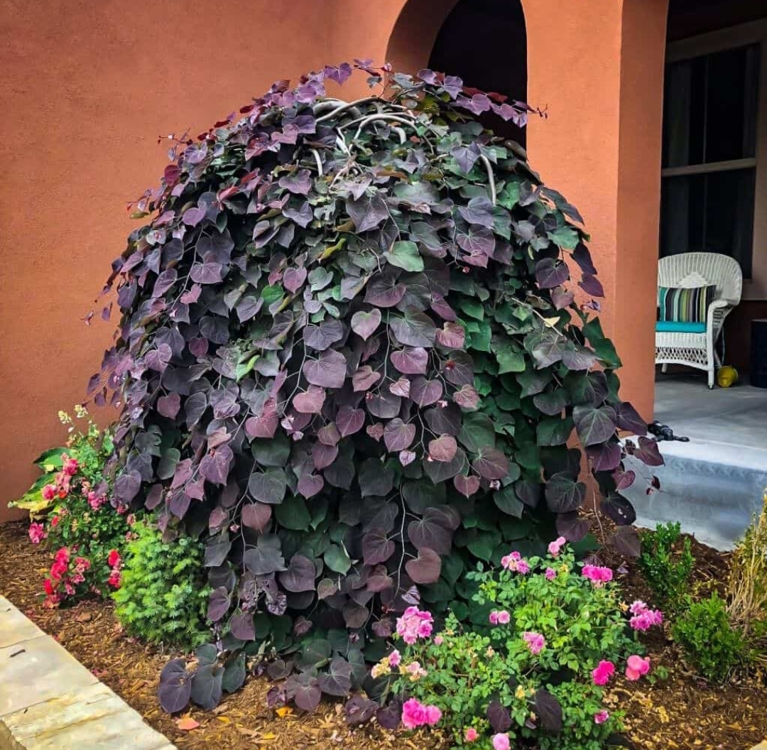 Cercis canadensis 'Ruby falls'/ Bordó levelű csüngő kanadai júdásfa