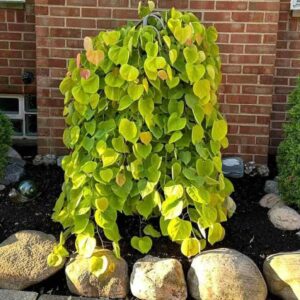 Cercis canadensis 'Golden Falls'/ Aranylombú csüngő kanadai júdásfa