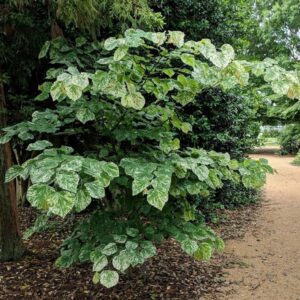 Cercis canadensis 'Alley Cat'/ Kanadai júdásfa