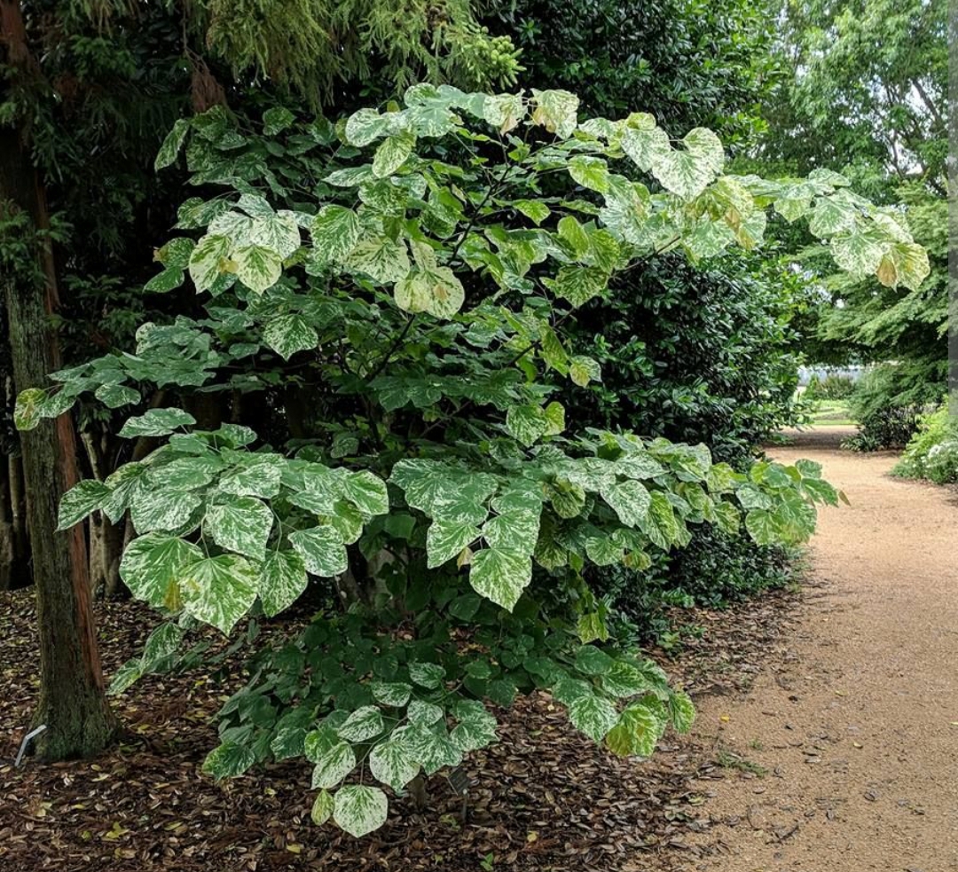 Cercis canadensis 'Alley Cat'/ Kanadai júdásfa