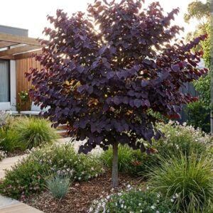 Cercis canadensis 'Merlot'/ Kanadai júdásfa