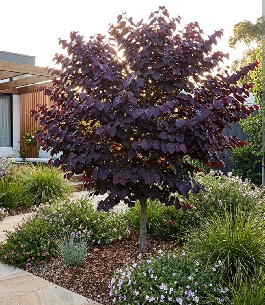 Cercis canadensis 'Merlot'/ Kanadai júdásfa