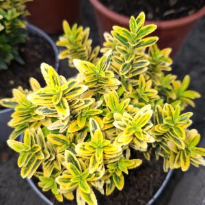 Euonymus japonicus ‘Microphyllus Aureomarginata’/ Japán kecskerágó