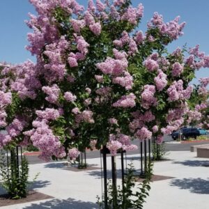 Lagerstroemia indica 'Muskogee’/ Kínai selyemmirtusz