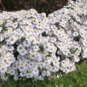 Aster domosus ‘Apollo' / Törpe őszirózsa