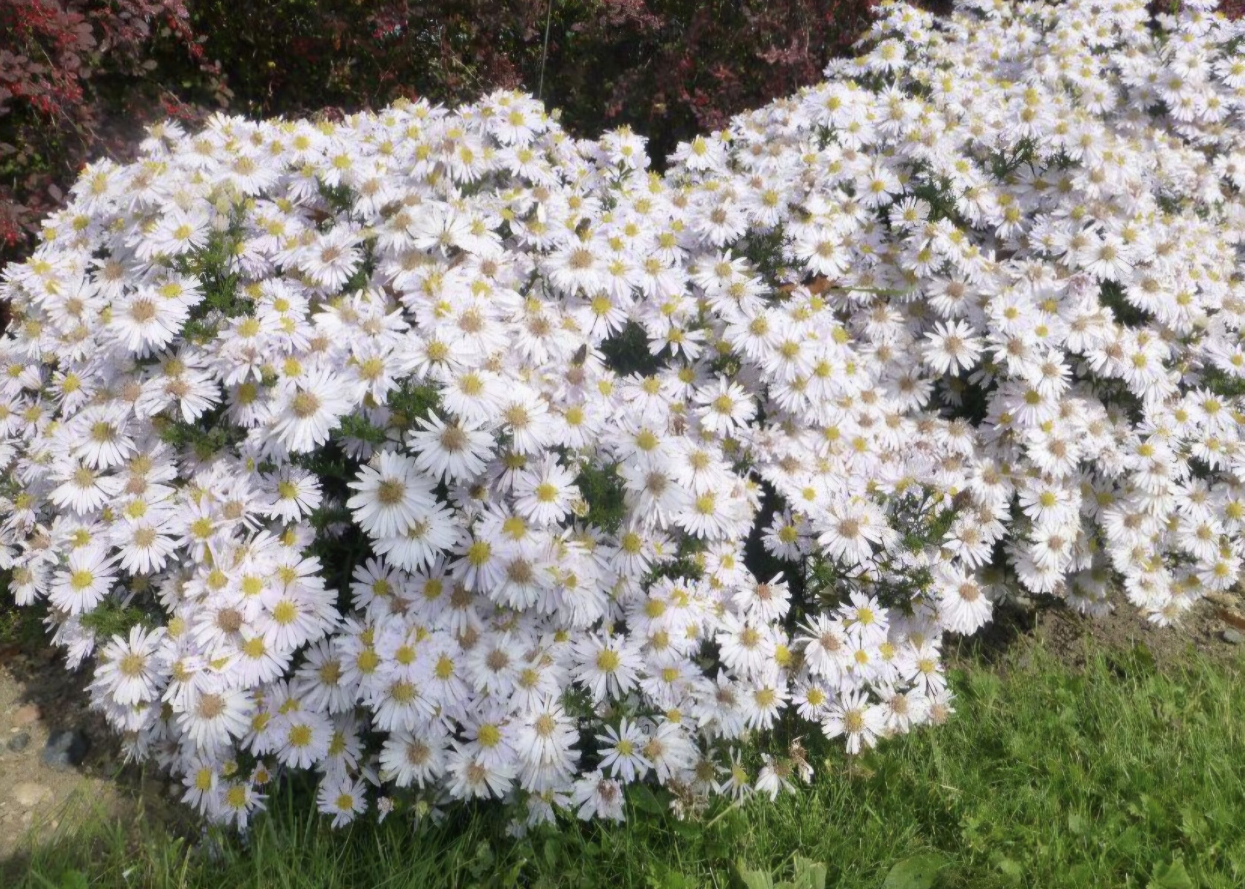 Aster domosus ‘Apollo' / Törpe őszirózsa