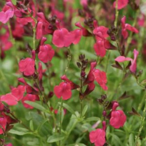 Salvia greggi ‘Cherry Lips’/ Őszi zsálya