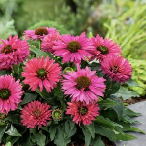 Echinacea ‘Sunseekers Sweet Fuchsia’/ Kasvirág