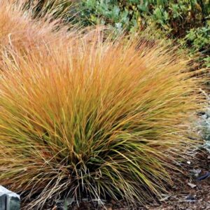 Carex testacea/ Narancsos sás