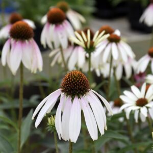 Echinacea ‘Pretty Parasol’/ Kasvirág