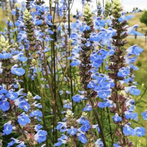 Salvia uliginosa/ Mocsári zsálya