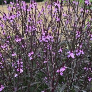 Verbena officinalis 'Bampton'/ Lila levelű verbena (Vasfű)