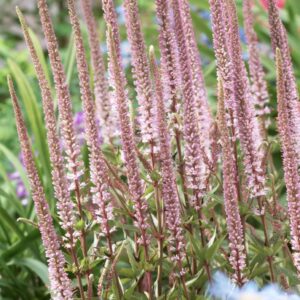 Veronicastrum virginicum ‘Erika’/ Virginiai veronika