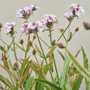 Verbena rigida 'Polaris Sky Blue'/ Vasfű