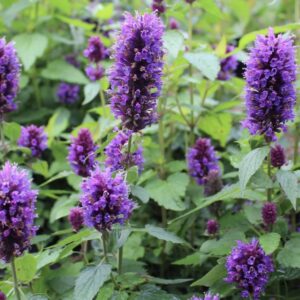 Agastache ‘Blue Boa’/ Izsópfű