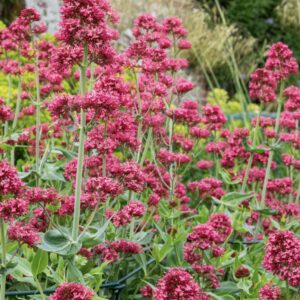 Centranthus ruber 'Coccineus'/ Piros sarkantyúvirág